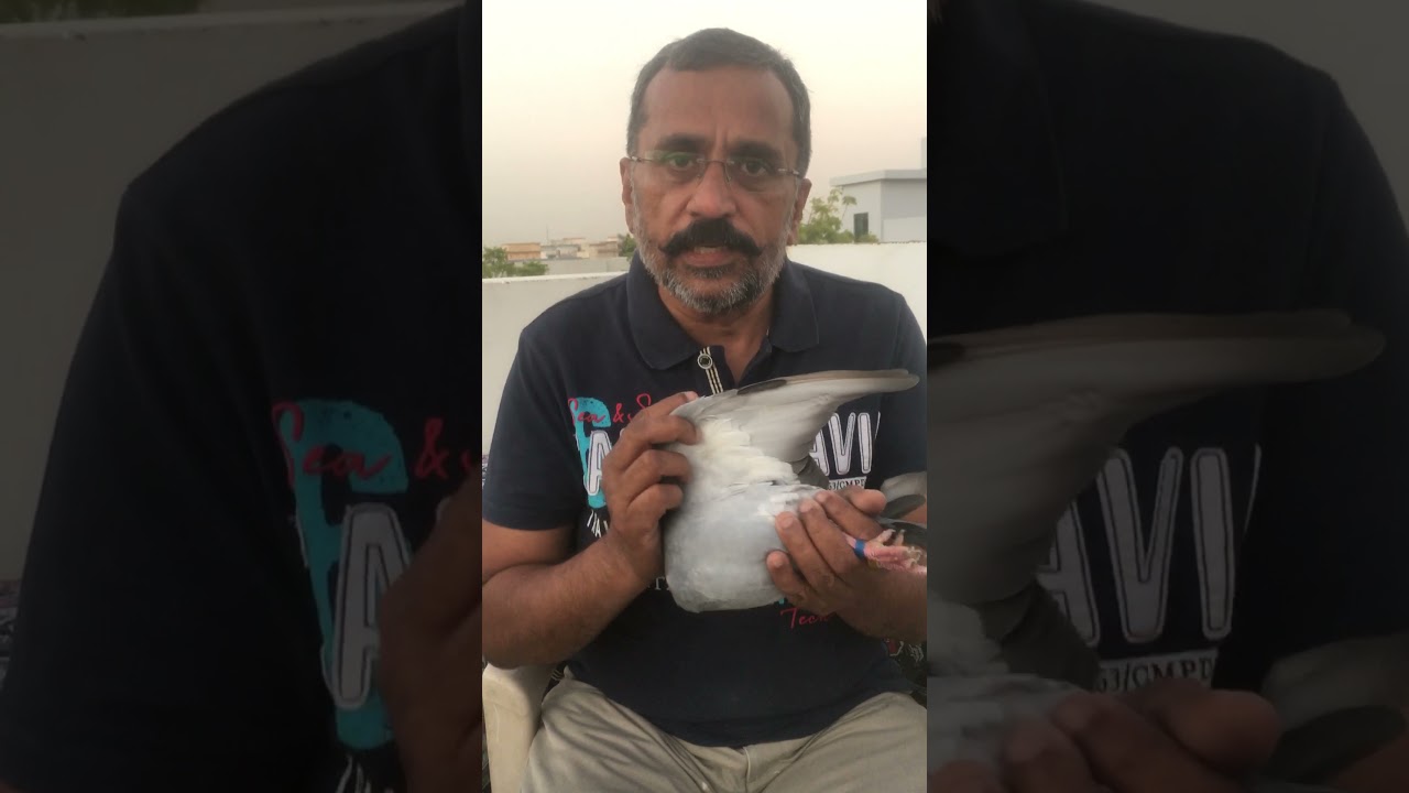 How to Judge a good Quality Racer Pigeon (from Sky Marathon Pakistan 🇵🇰)