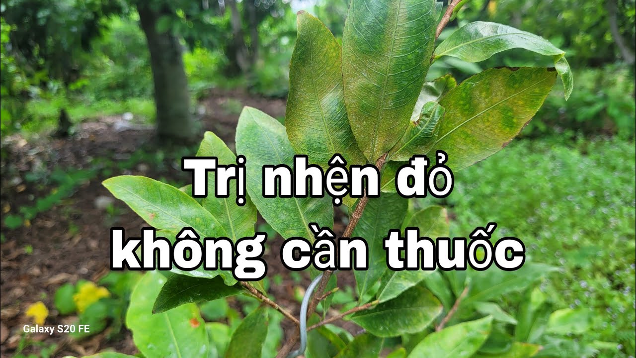Trị nhện đỏ và bọ trĩ không cần dùng thuốc