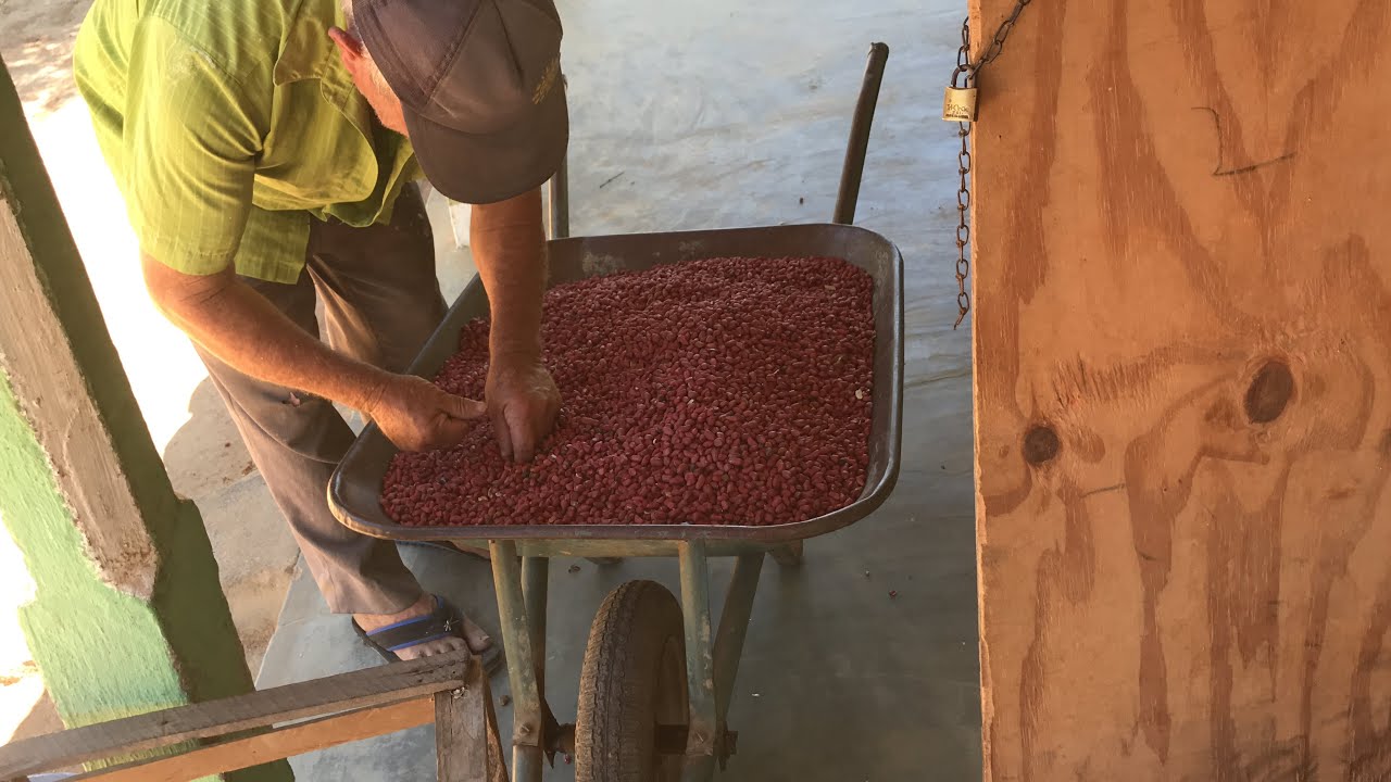Debulhando sementes de amendoim na máquina, para plantio