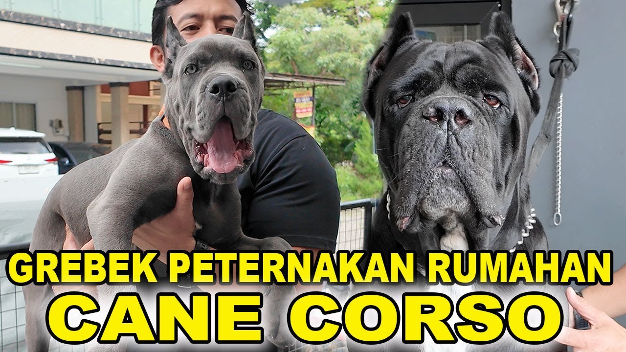 Grebek Peternakan Rumahan Cane Corso