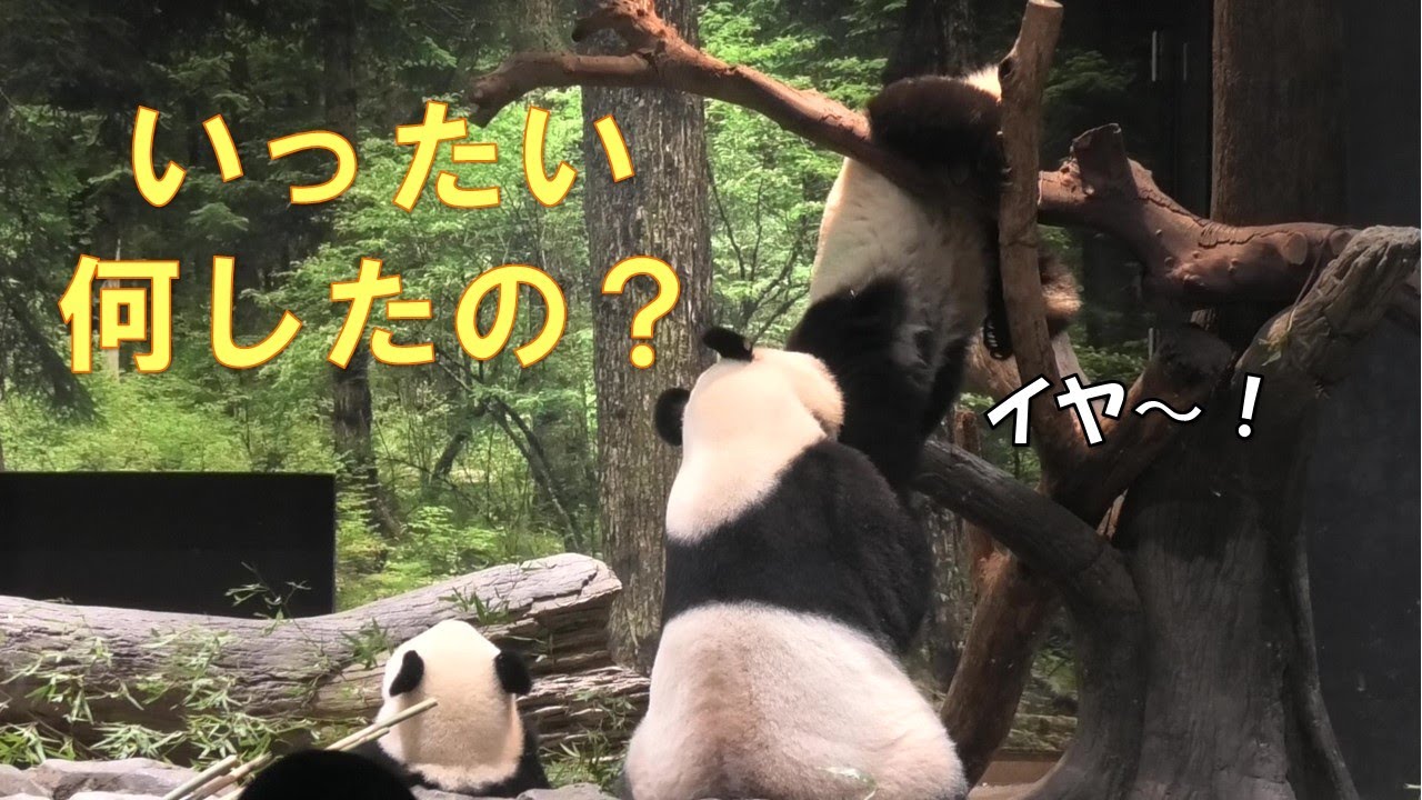 9/24シャオシャオ悪さをしたのかママに木から引きずり降ろされる…giantpanda @tokyo 上野動物園