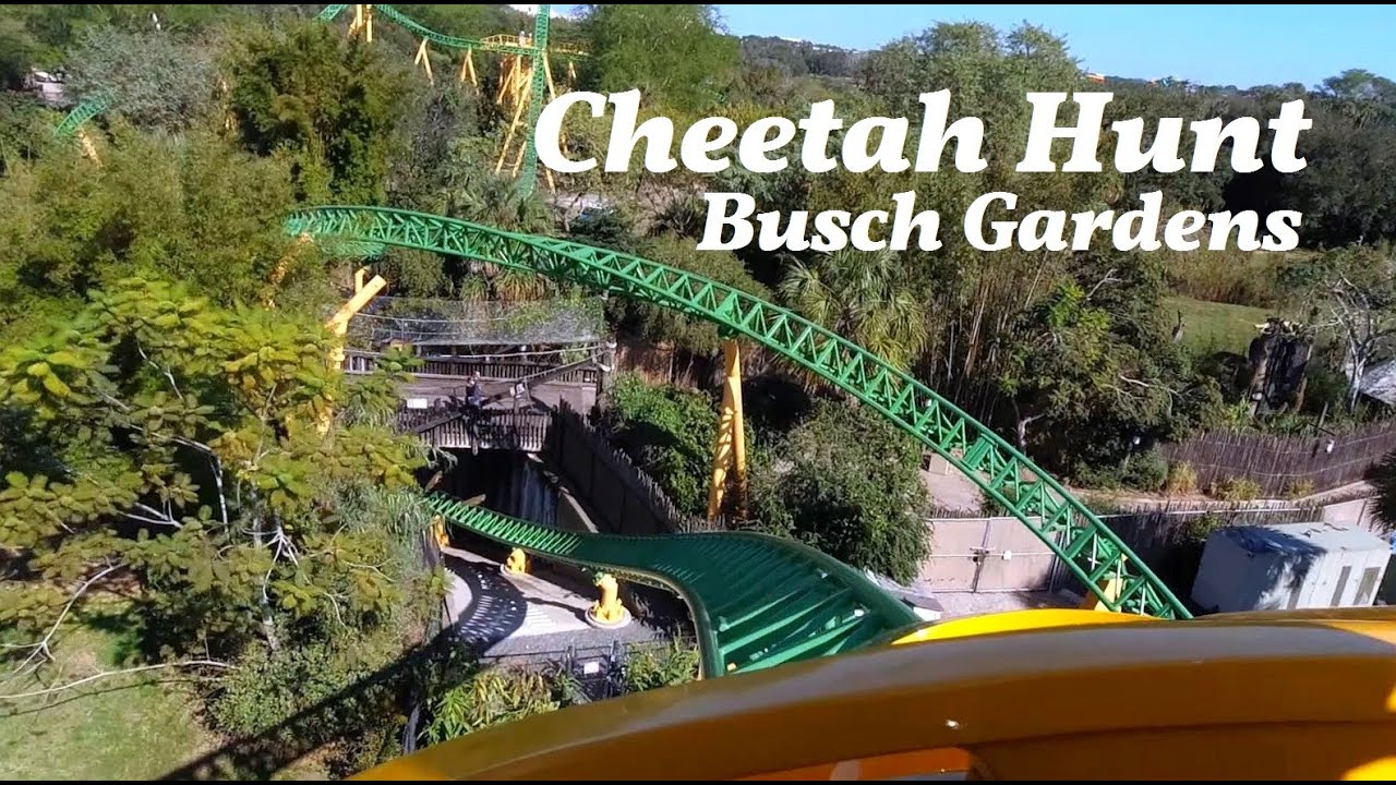 Cheetah Hunt -Onride Video - Freizeitpark Busch Gardens Tampa Bay