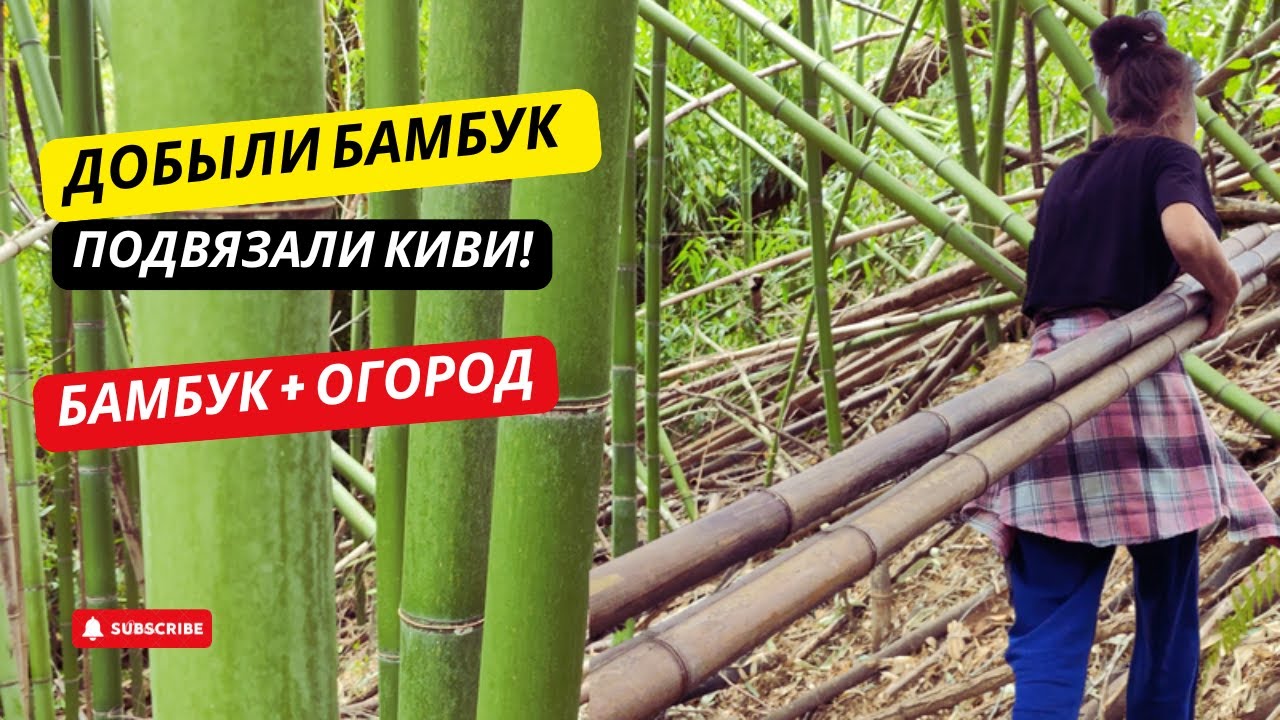 #26 Добываем бамбук и подвязываем киви — всё своими руками🌿 Начали огородный сезон!