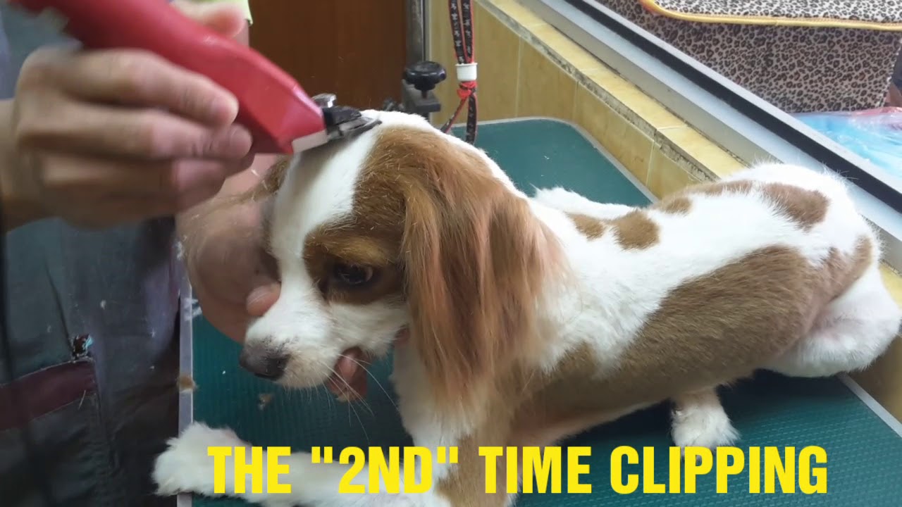 KING CHARLES GROOMING @ JY PET SALON