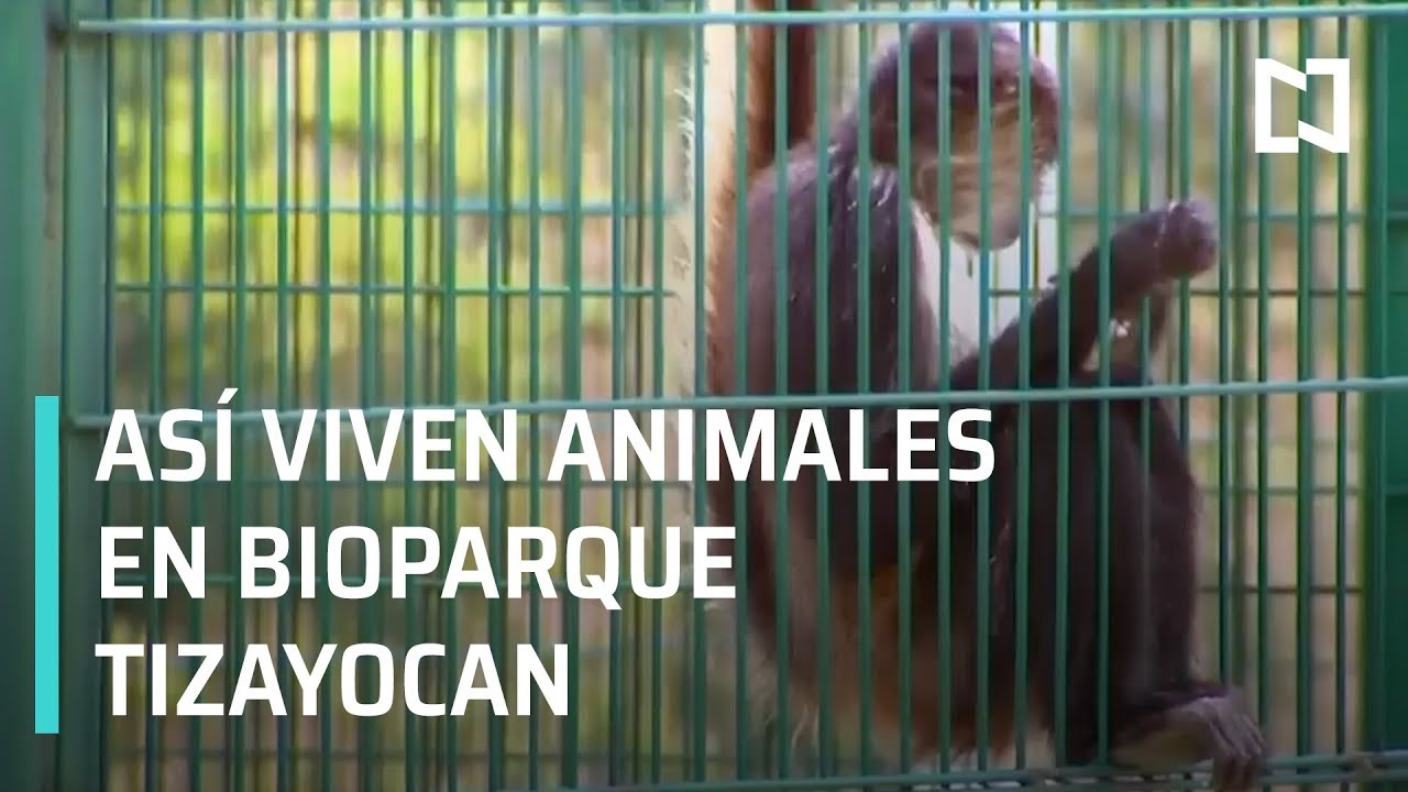 Prohibición de animales en circos; animales en Bioparque Tizayocan - En Punto con Denise Maerker