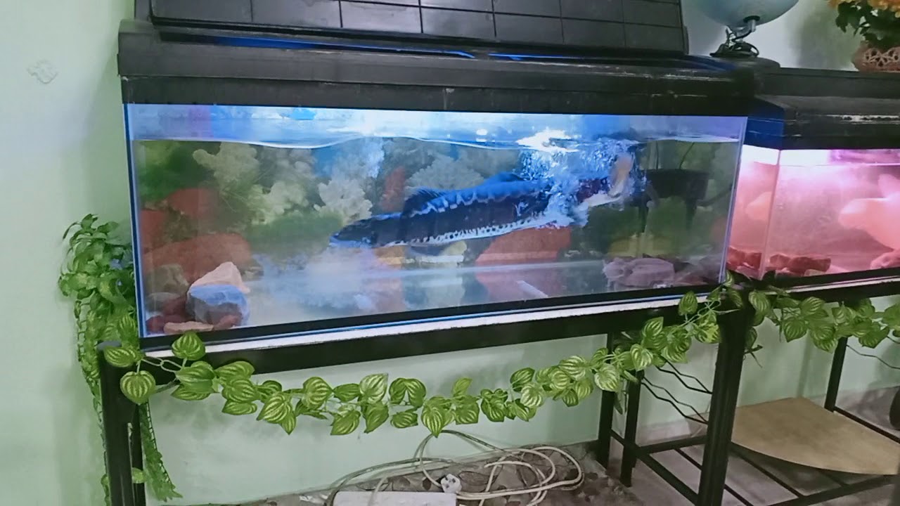 Feeding giant snakehead (toman) with a smaller snakehead species (haruan).