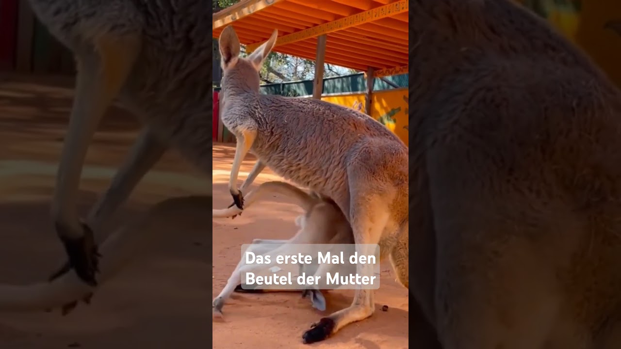 Wie lange bleibt ein K&auml;nguru im Beutel der Mutter?