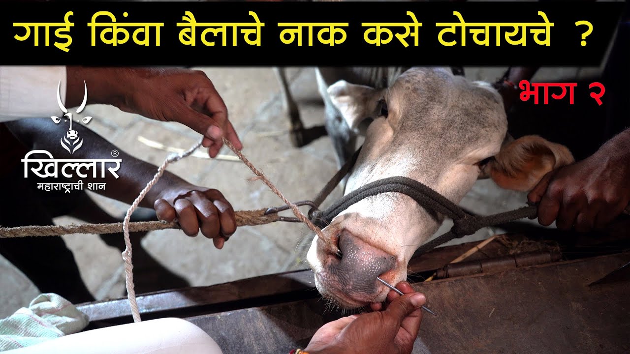 गाई किंवा बैलाचे नाक कसे टोचायचे - भाग 2 । Khillar Maharashtrachi Shaan | 2021