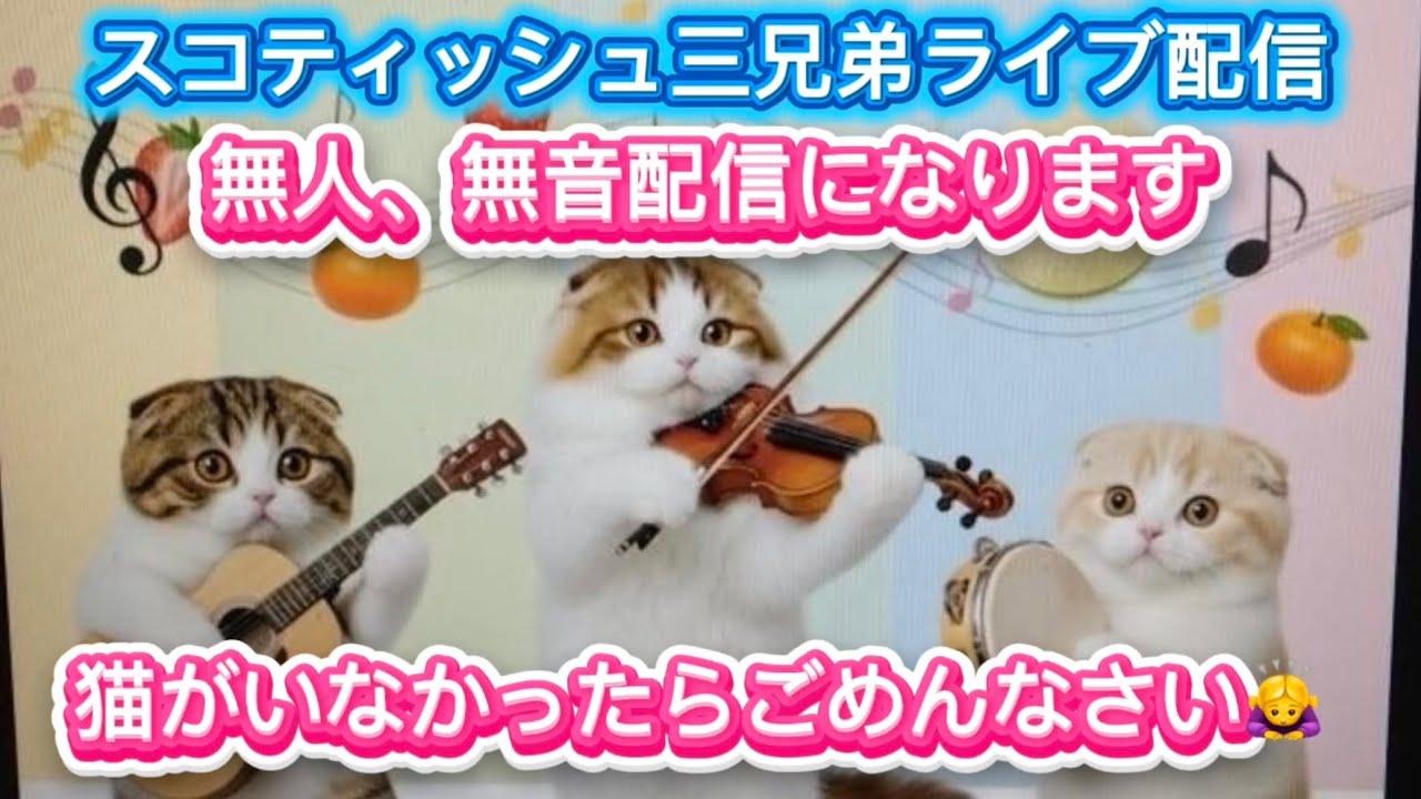 スコティッシュ三兄弟 No.209 主（ママ）体調不良にて、無人無音配信させていただきます、よろしかったら、高評価👍と、そしてチャンネル登録して応援していただけると嬉しいです🙇‍♀️