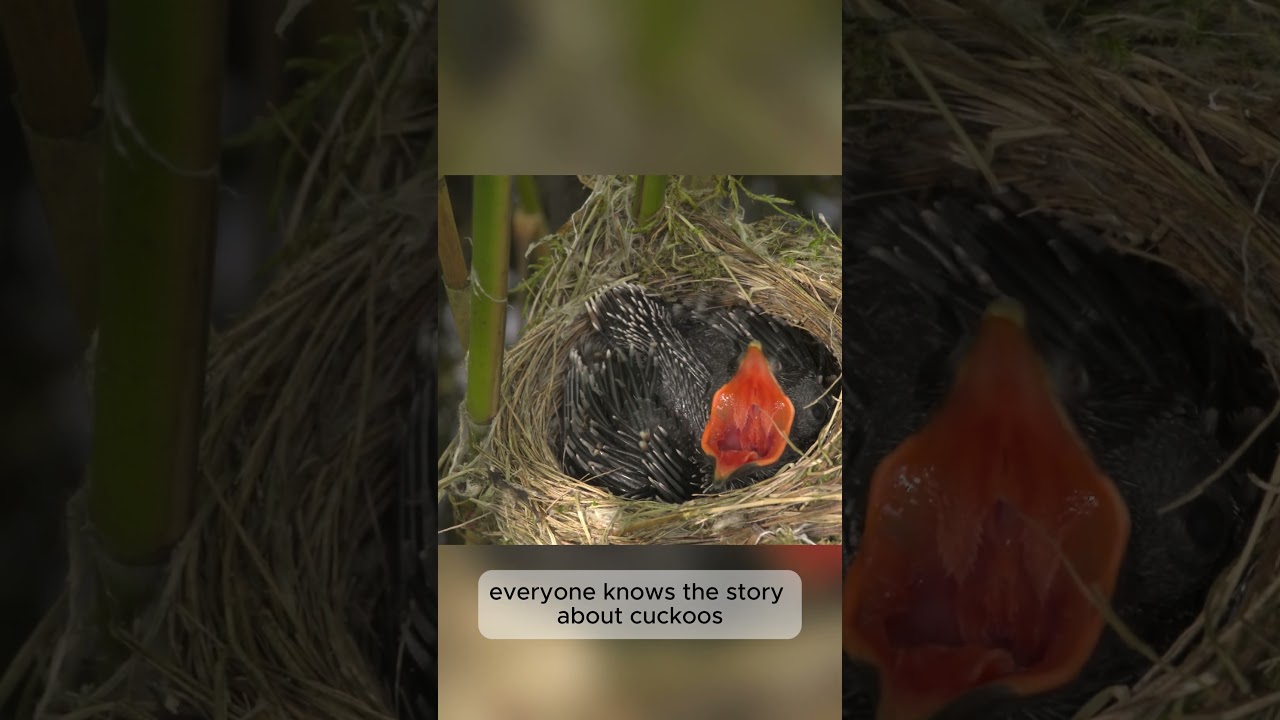 Watching a cuckoo chick grow up in a reed warbler's nest