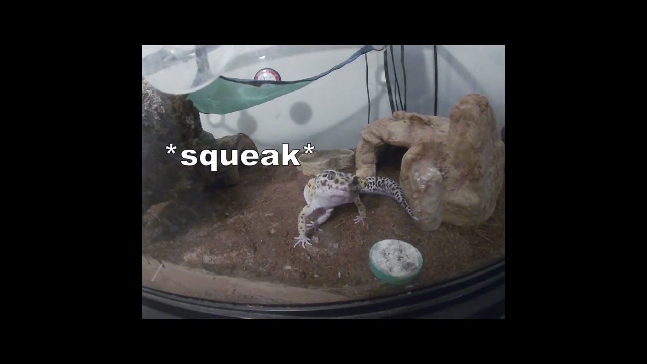 my leopard gecko chirps at me
