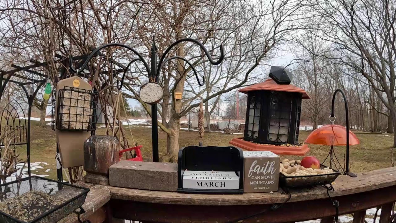 My Thursday Morning Mayhem Bird & Squirrel Livestream