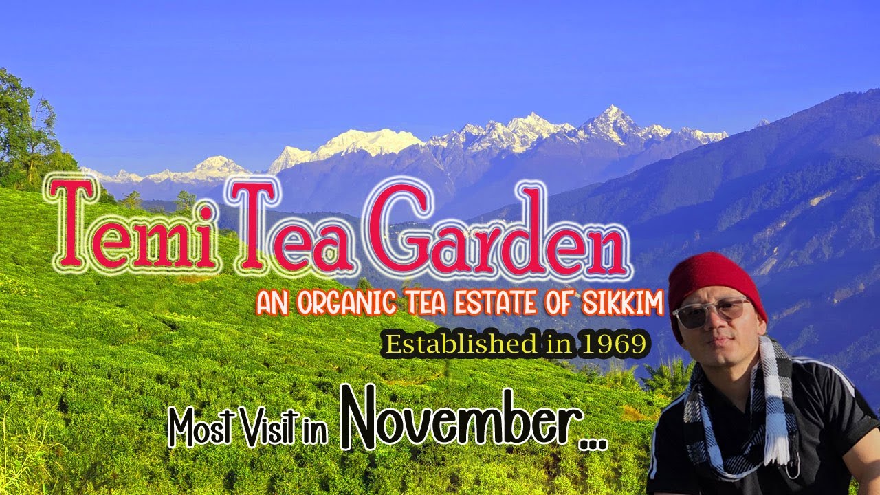 Temi Tea Garden of Namchi, Sikkim | in Hindi language