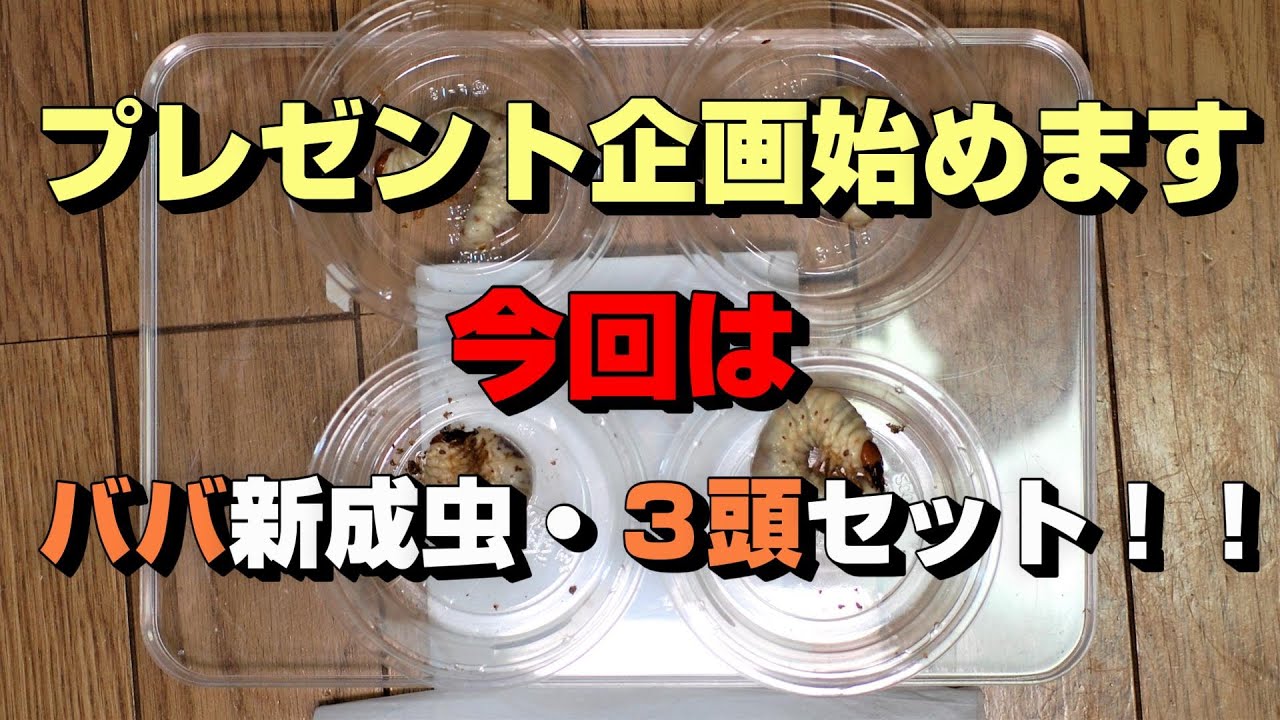 プレゼント企画始まりました。今回は、ババオウゴン３頭セットになります。毎回の応募大歓迎です。オウゴンオニクワガタチャンネル！！