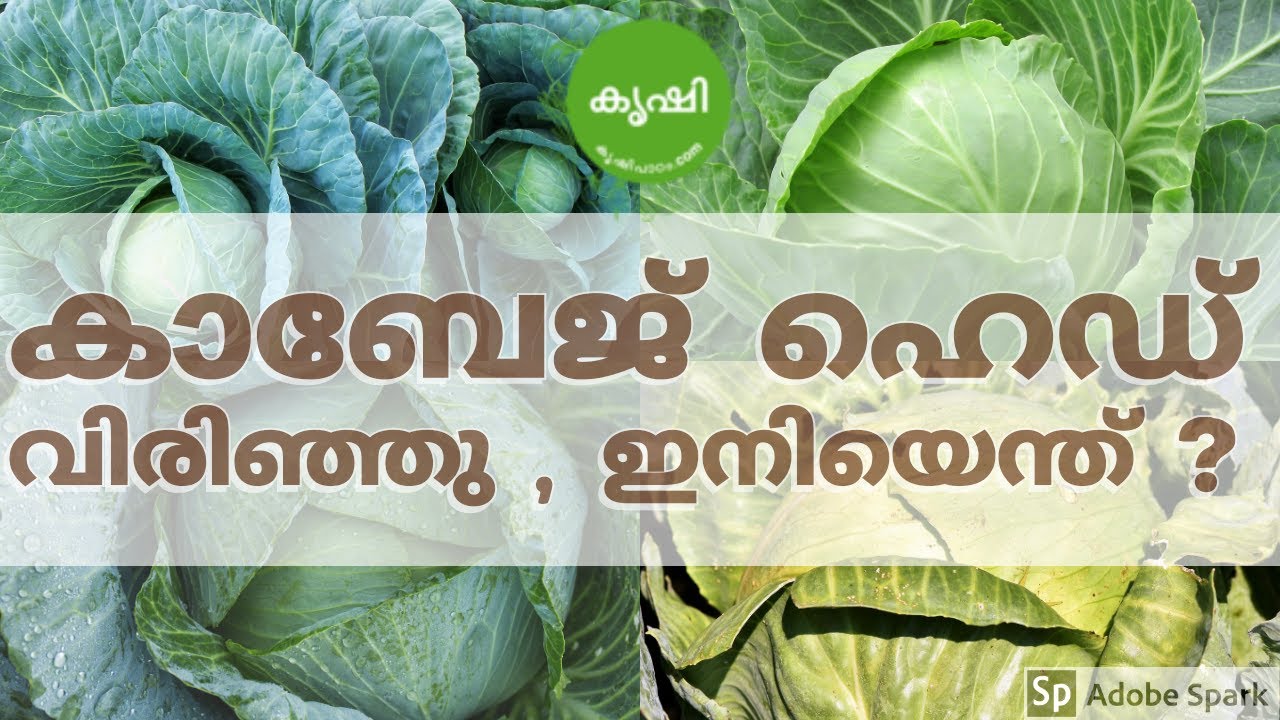 Cabbage Krishi Videos for Kerala, കാബേജ് ഹെഡ് വിരിഞ്ഞു , ഇനിയെന്ത് ചെയ്യണം ?