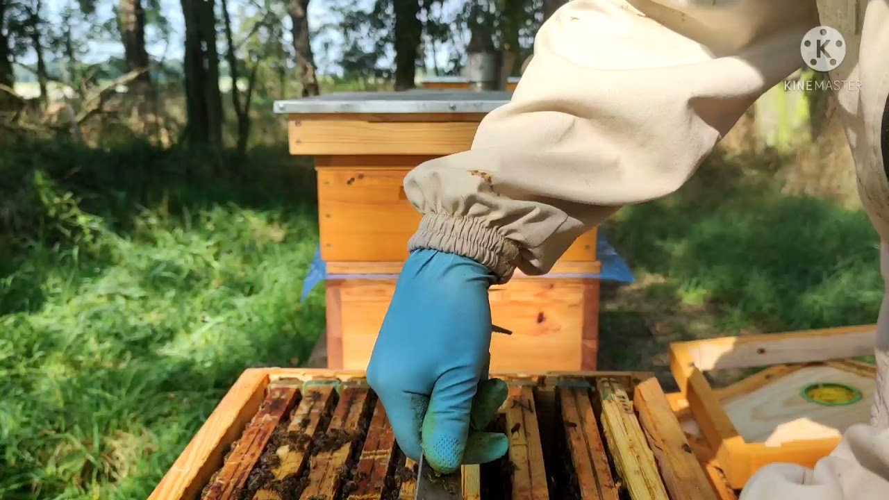 Gryka i pszczoły 11.09.2021