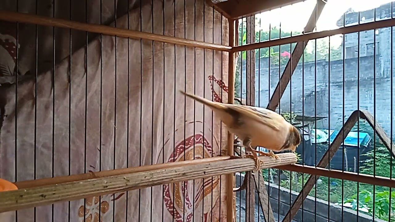 Burung Canary Juara Top