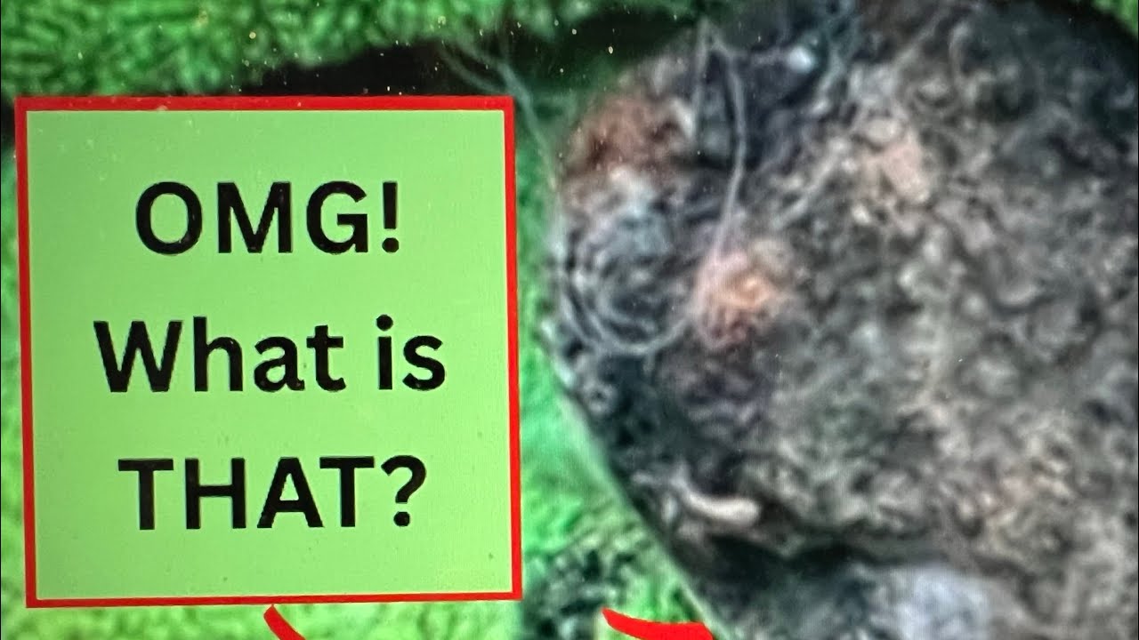 OMG, What in the world is that?!