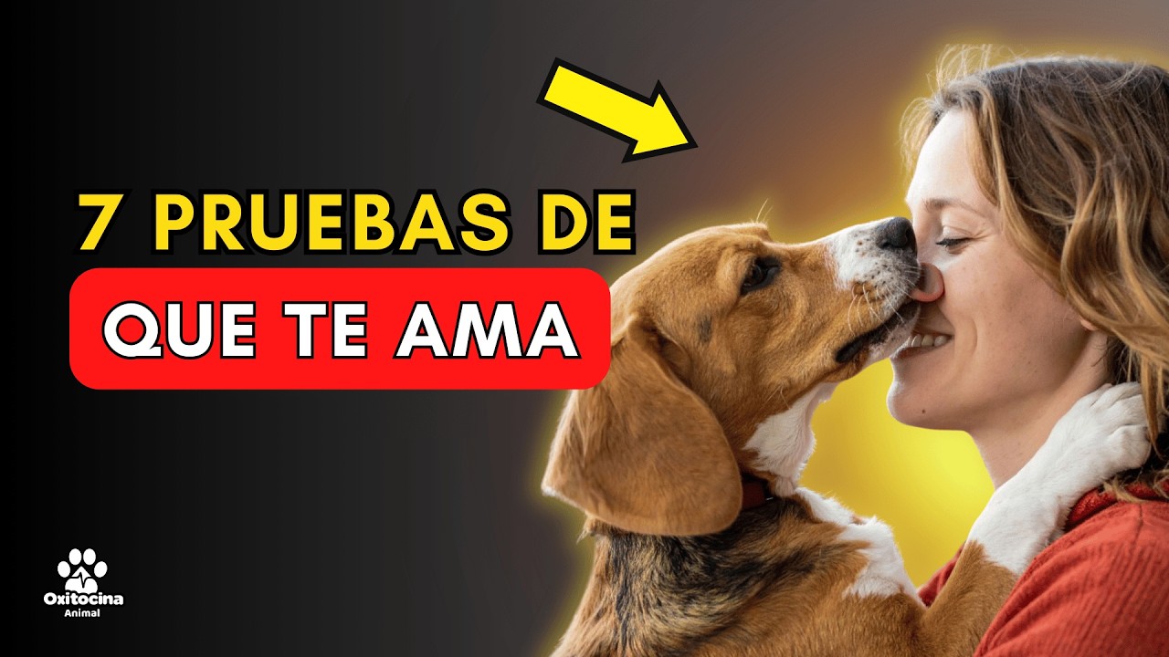 Solo si hace estas 7 cosas ERES su Persona Favorita (Test de Amor Canino)