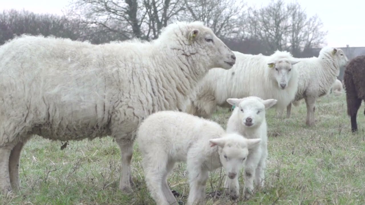 Bande Annonce Épisode 2 Éleveur de biodiversité