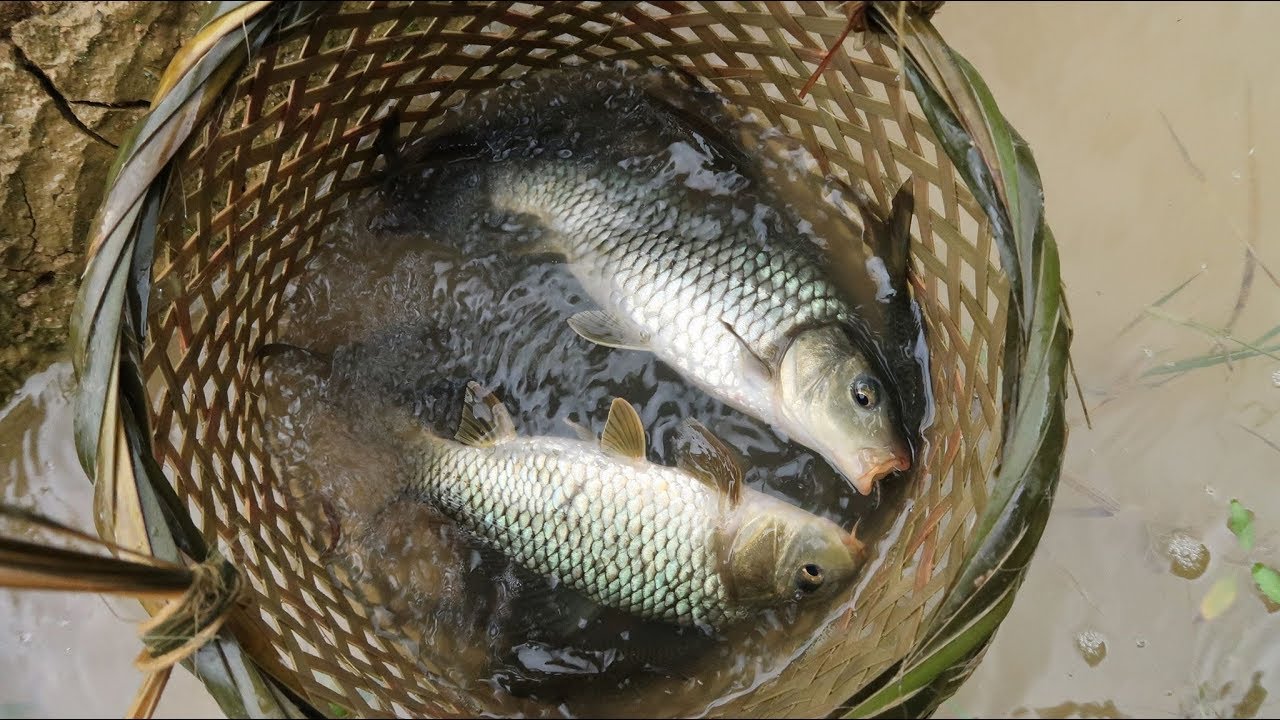Primitive Skills: Fish trap (This is the way to trap fish when you want survive the forest)
