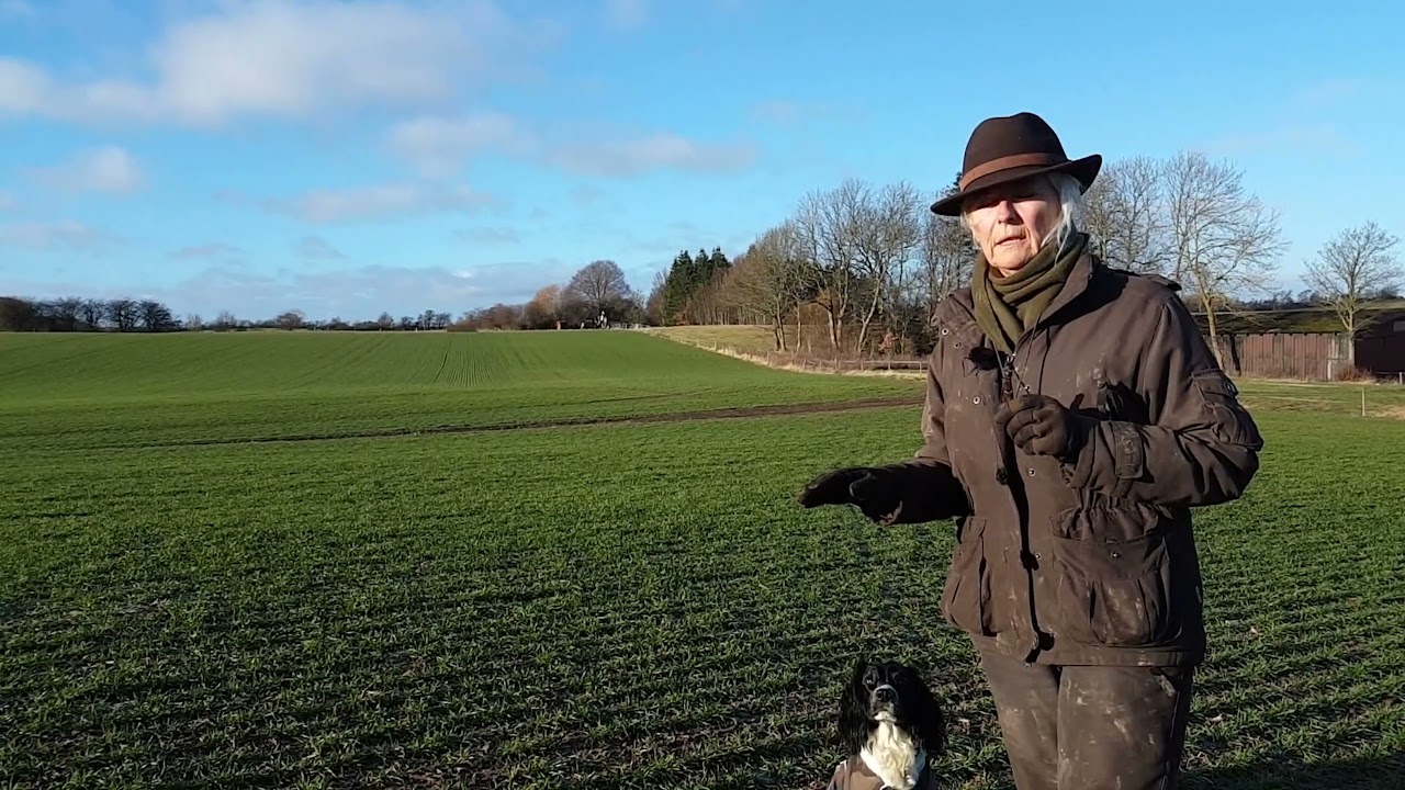 Sådan træner du jagt med din hund - få gode råd og vejledning