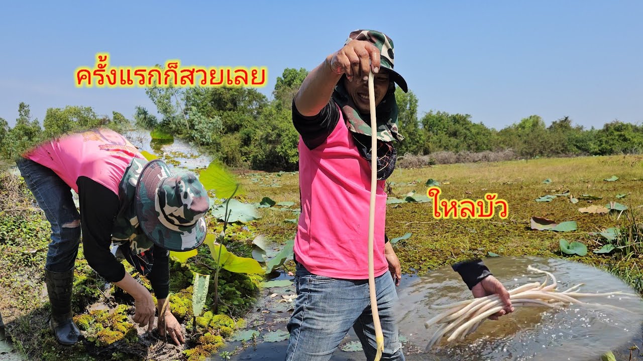 ป๊าดๆครั้งแรกกับการหาใหลบัวอยากบอกว่าลุ้นทุกใหลหม่วนขนาดหมานๆเลยจ้า/21 มกราคม ค.ศ. 2026