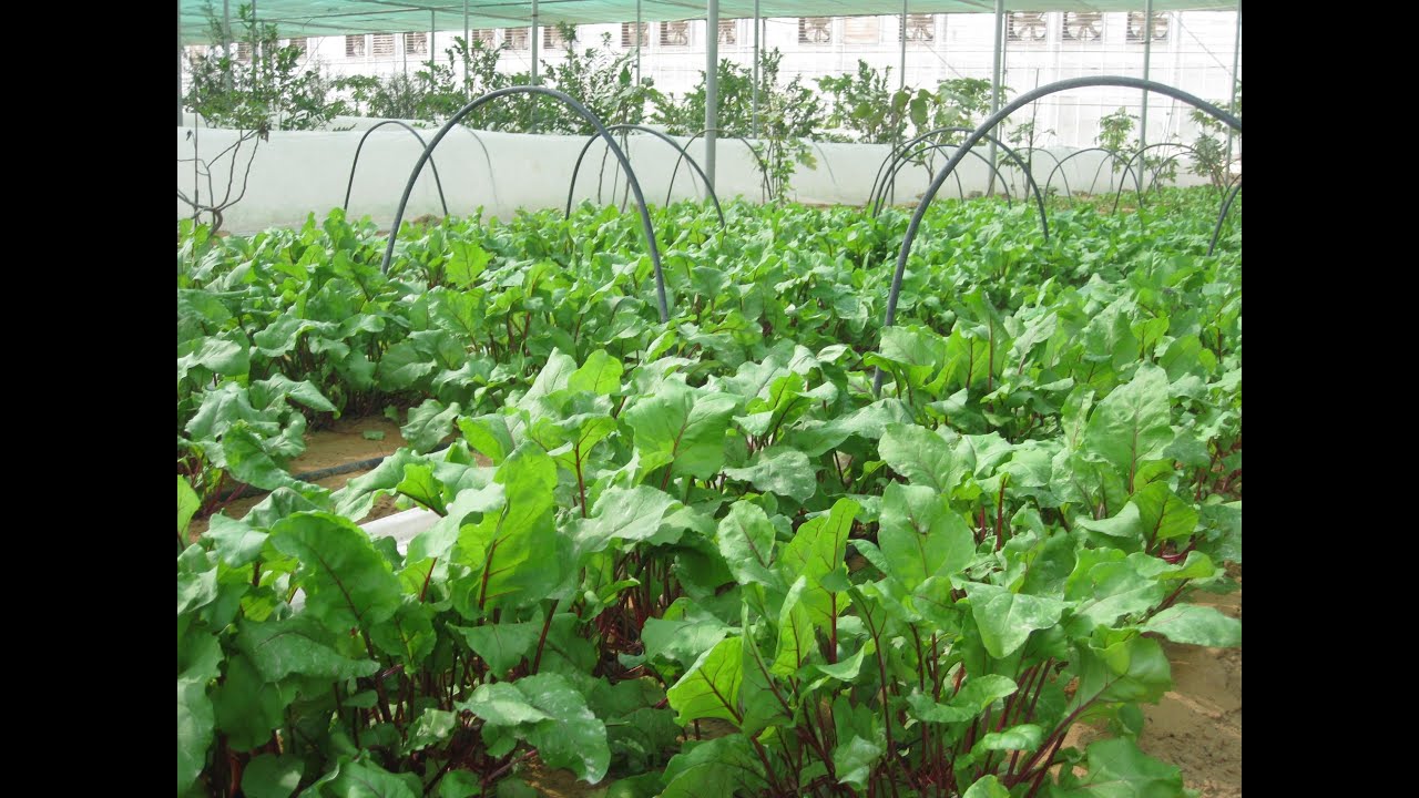 Abu Dhabi Organic Farm Visit , Al Bahyah