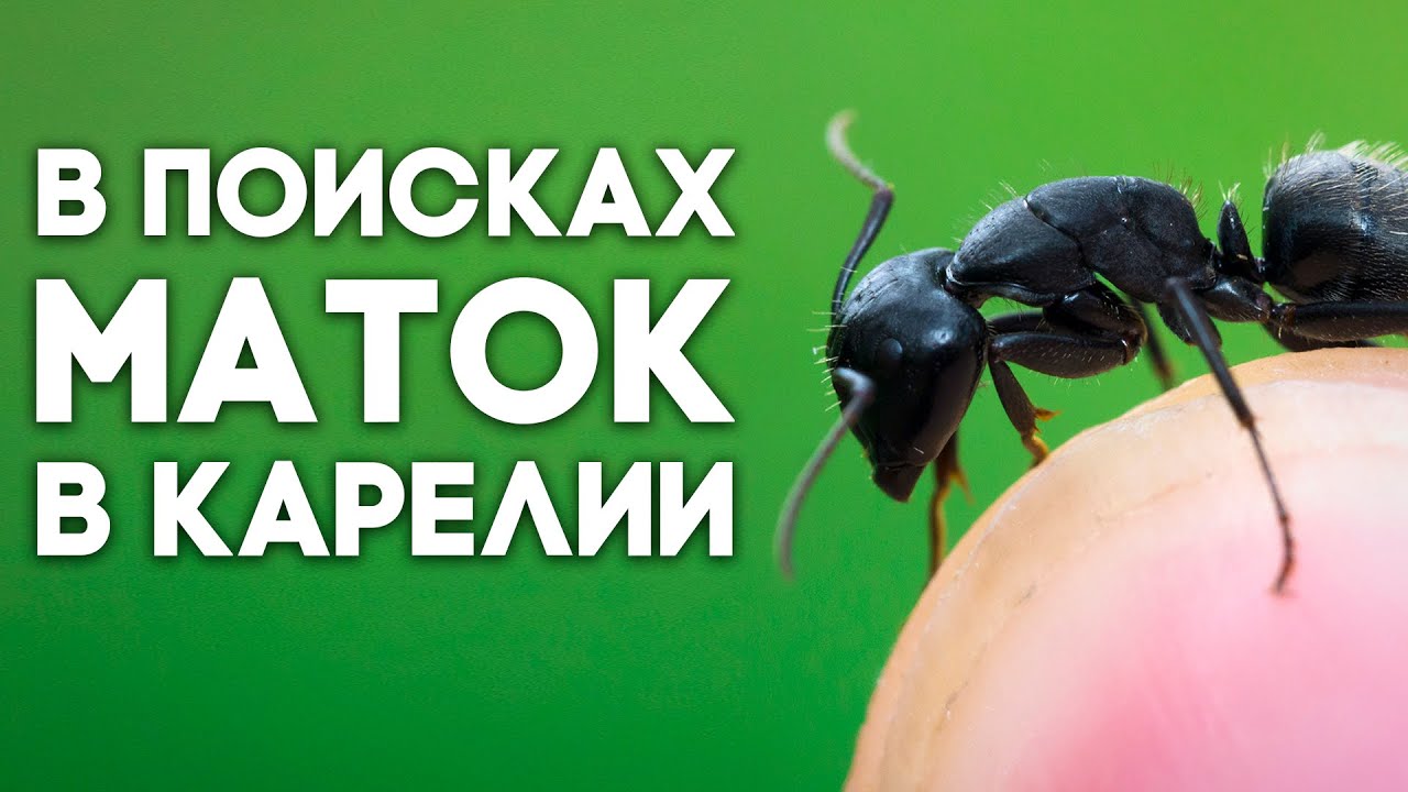 КАКИЕ ЕЩЁ МУРАВЬИ ВОДЯТСЯ НА СЕВЕРЕ? В ПОИСКАХ МАТОК В КАРЕЛИИ #2 - МНОГО МИРМИКИ \\ Димон и пумба