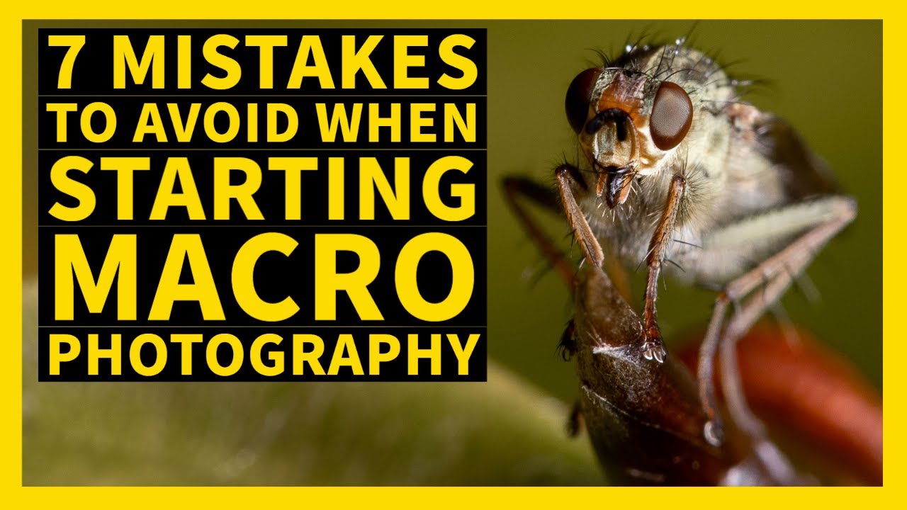 7 Macro mistakes when starting in insect Macro photography and how to avoid them