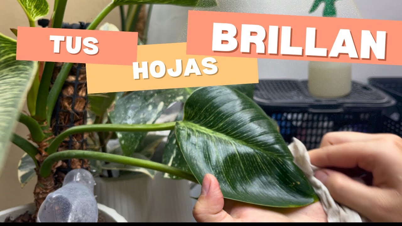 HAZ TU LIMPIADOR DE HOJAS CASERO /facil y económico