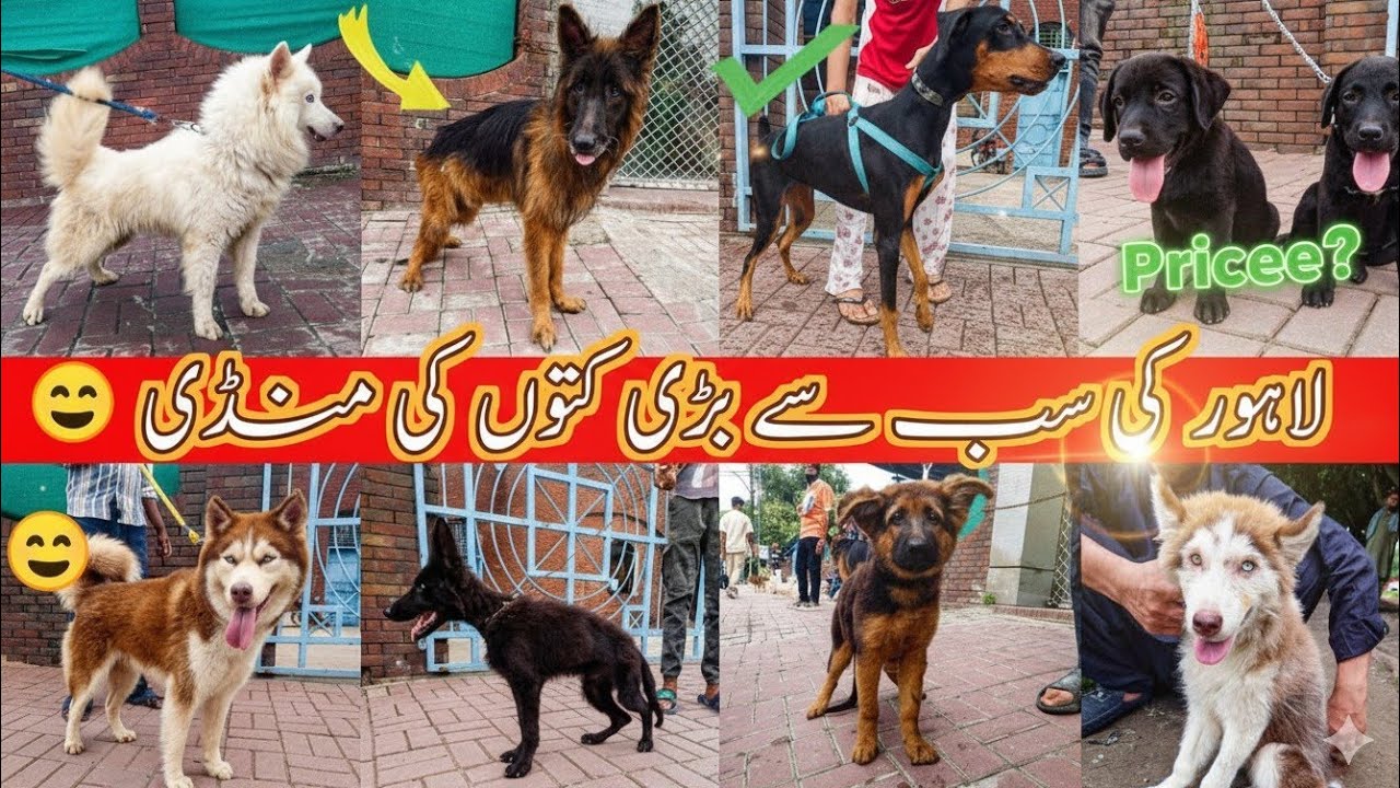 🔥 German Shepherd, Doberman, Husky – Full Tour of Tollinton Market Sep-2025 | Exploring with YASIR 🔥