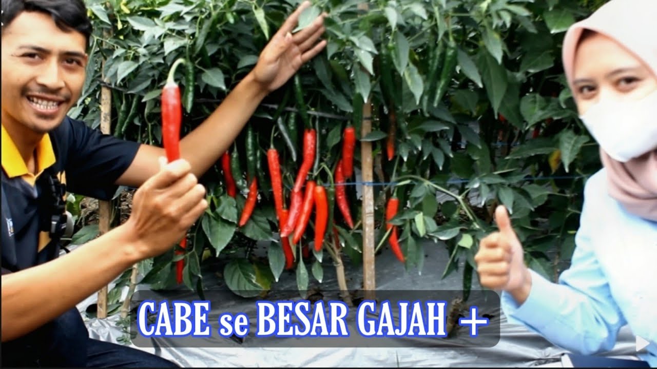 Cabe berbuah lebat buahnya besar produksi hasil tinggi