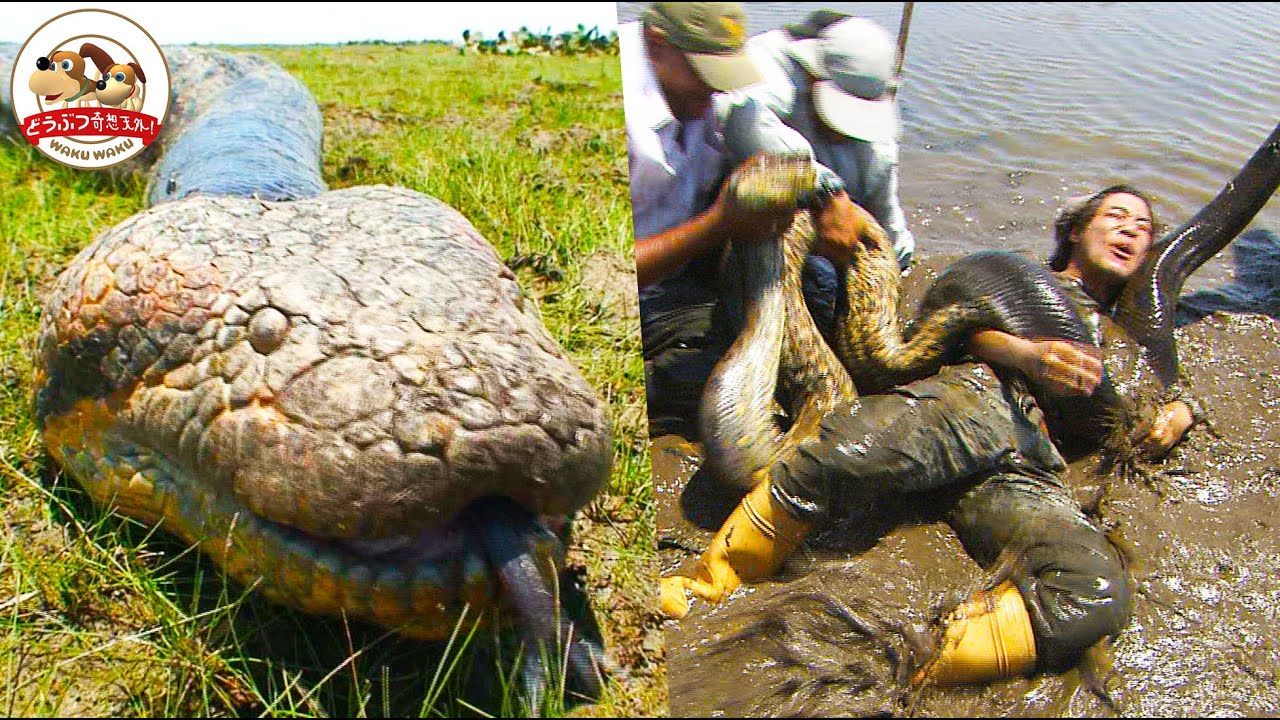 【危険生物】5mの巨大アナコンダvs人間の死闘！スタッフ巻き込まれ大パニック！命懸けで世界最大ヘビを捕獲せよ！（後編）【どうぶつ奇想天外／WAKUWAKU】