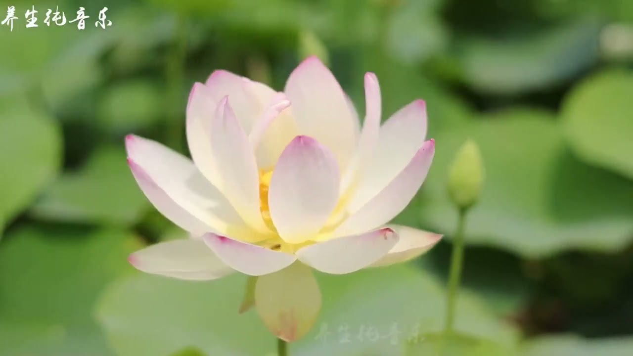 古琴箫合奏轻音乐《归来》加长版，舒缓放松，安神助眠，静心聆听#纯音乐#无损音质