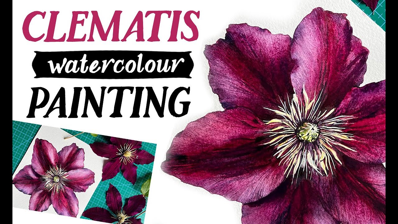 CLEMATIS  FLOWER watercolour painting