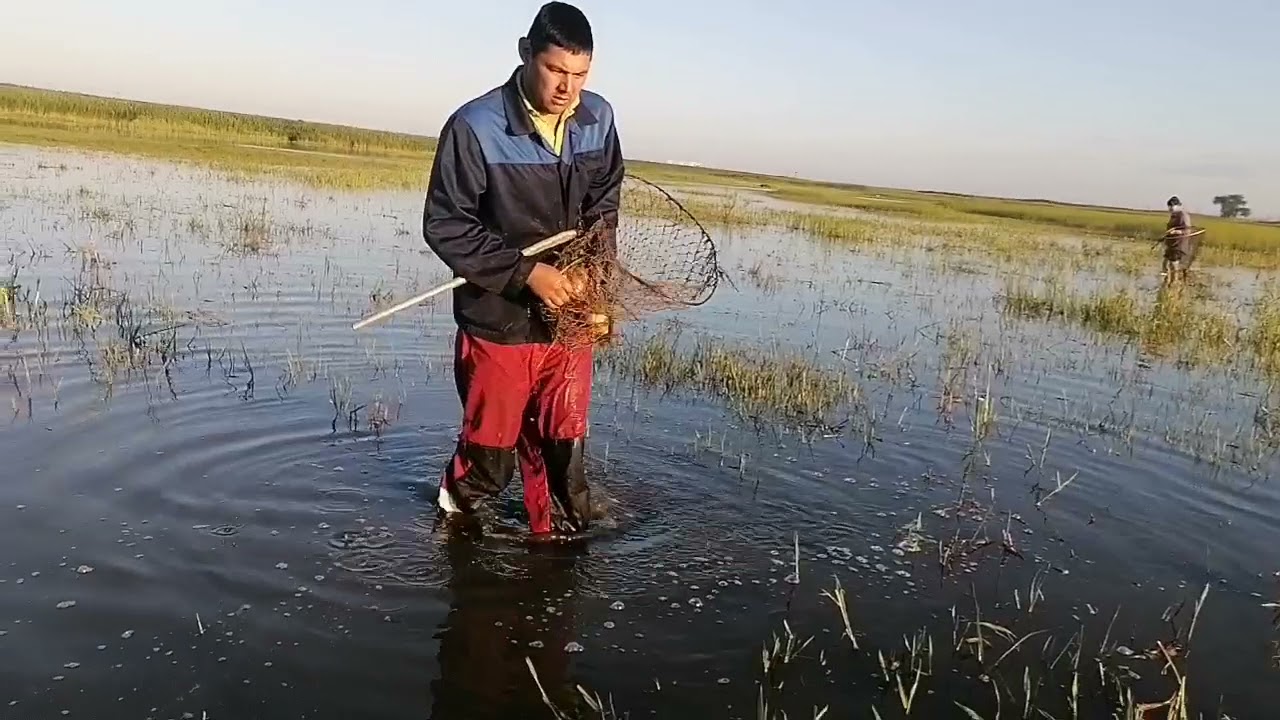 Самая интересная и увлекательная рыбалка. Ловим сазана сачком.