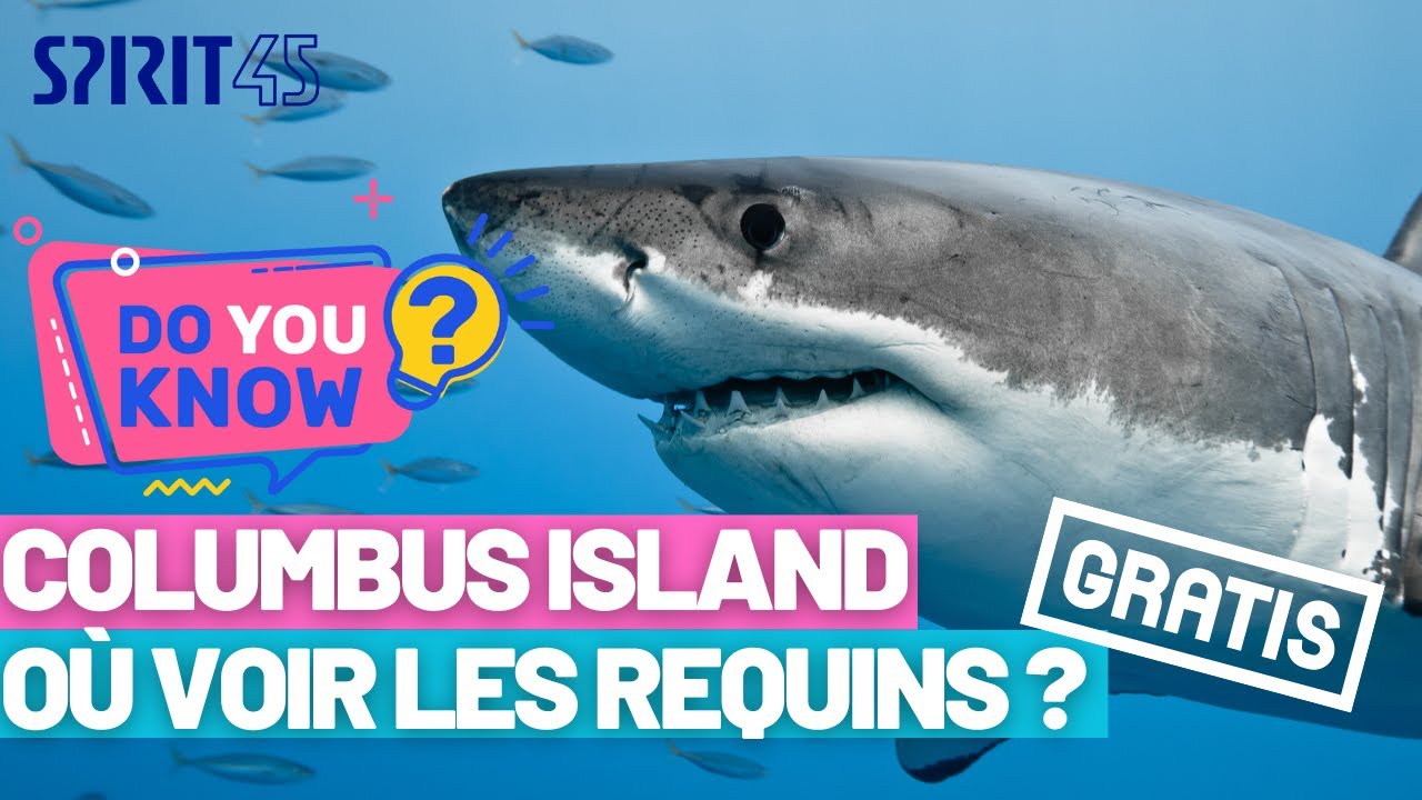 Comment voir les requins au Club Med Columbus Island ?