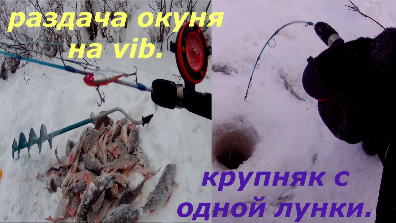 Рыбалка 2021. Раздача крупного окуня. Гора окуней с одной лунки.