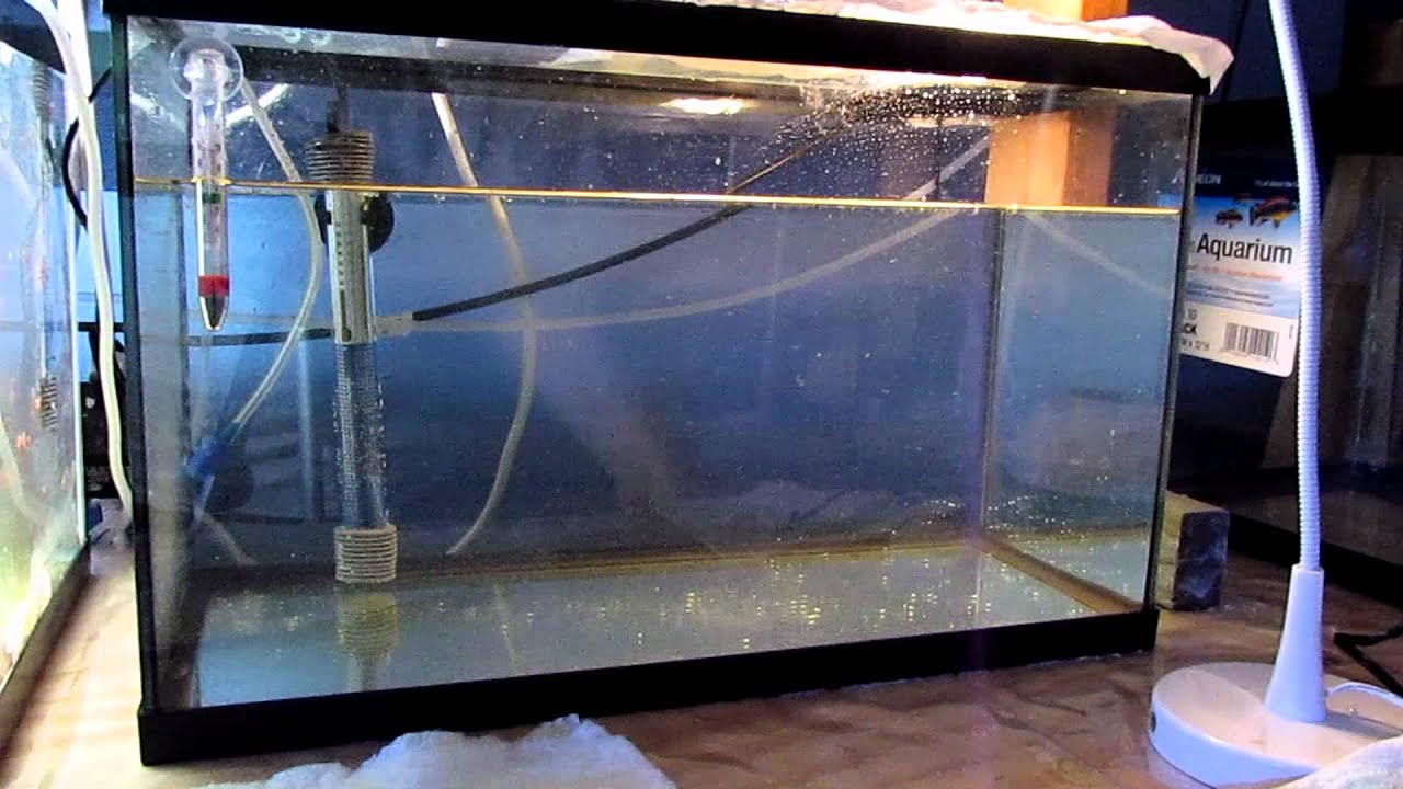 Raising Clownfish Past Metamorphosis Day 1