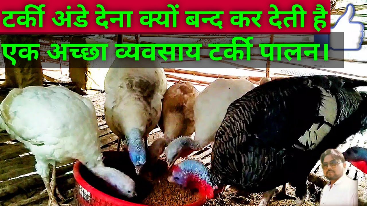 Turkey farming in India // TURKEY FARMING IN HINDI // बहुत ख़ास है टर्की पालन