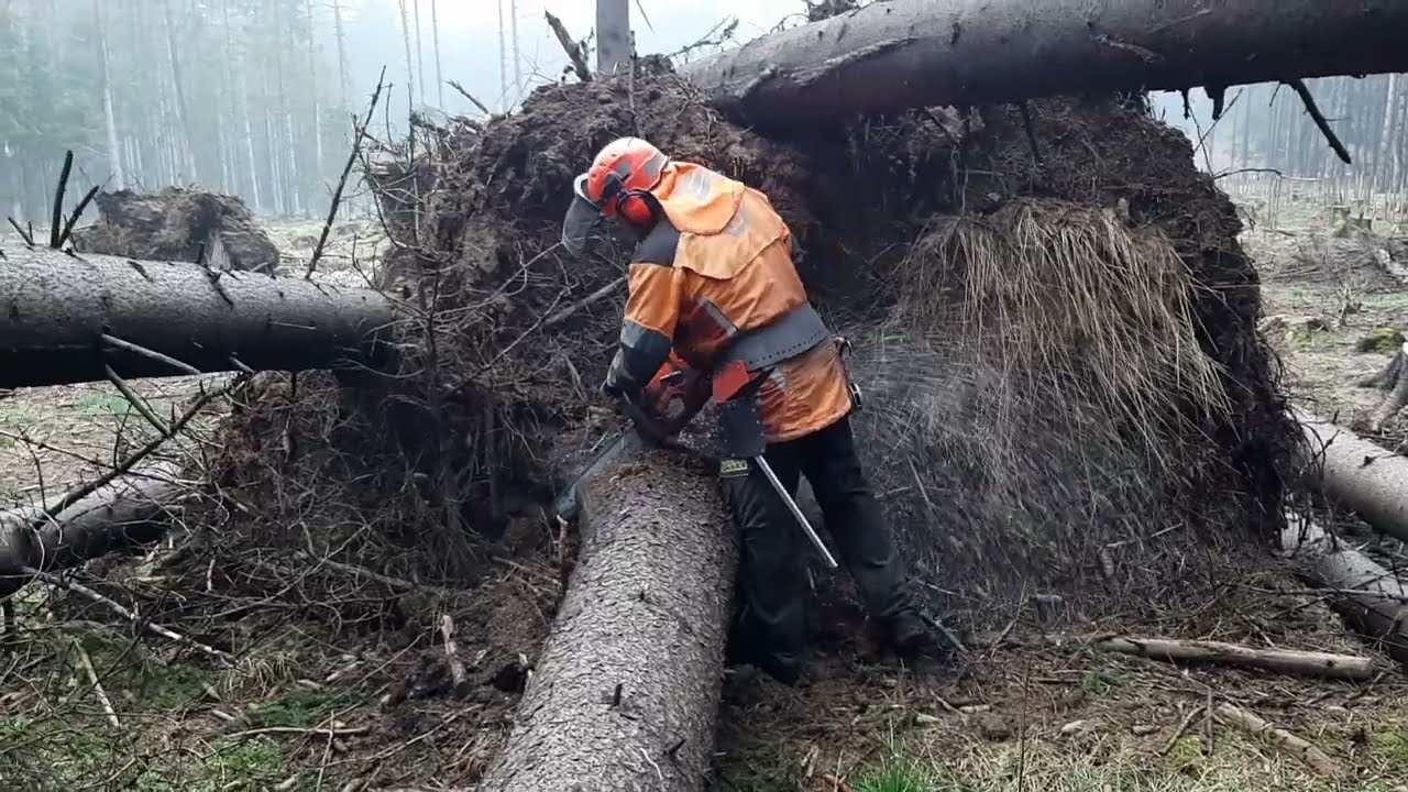 Professional logging in calamity after a big wind with a chainsaw! #logger