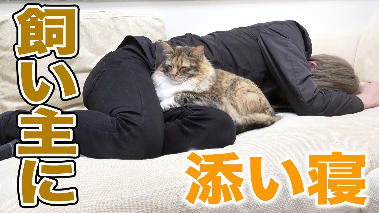 ダウンした飼い主に寄り添うちゃちゃ