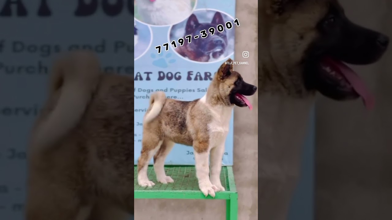 Akita Female Available at Mangat DoG Farm ❤️ 