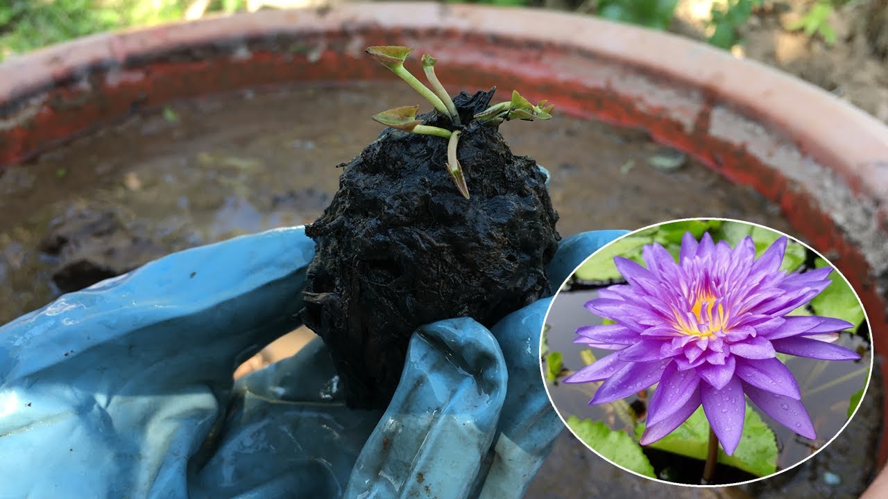 The water lily I planted 5 months ago now has roots