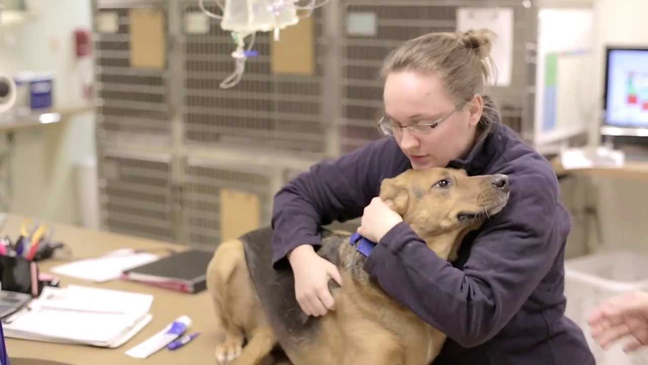 Blue Cross Animal Hospital