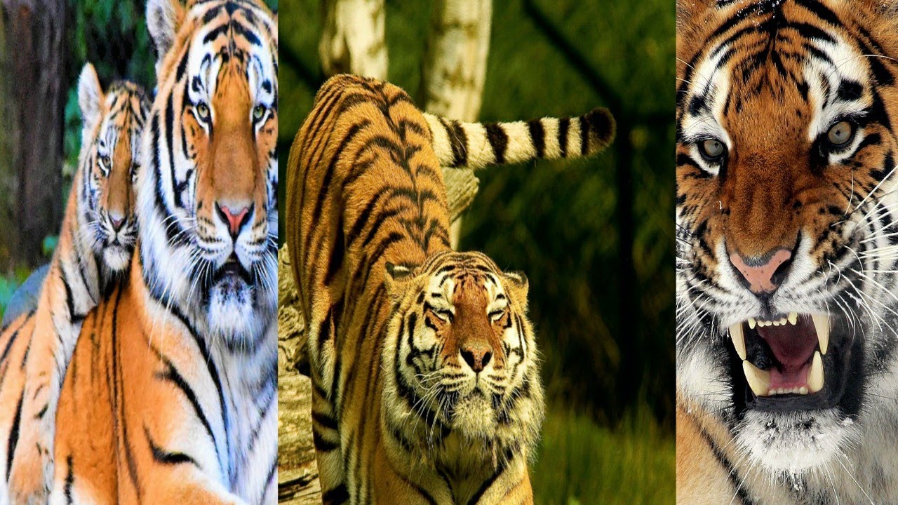 كيف يعيش حيوان النمر؟ 🐅🐅 صفاته و سلوكه و مهاراته و أسباب انقراضه🥺
