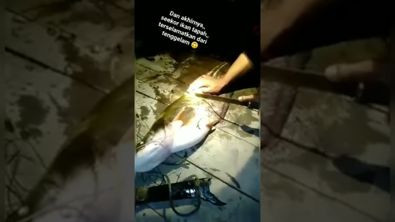 Alhamdulillah.IKAN TAPAH BABON makan besar lagi kitanya#masakikan  #shorts