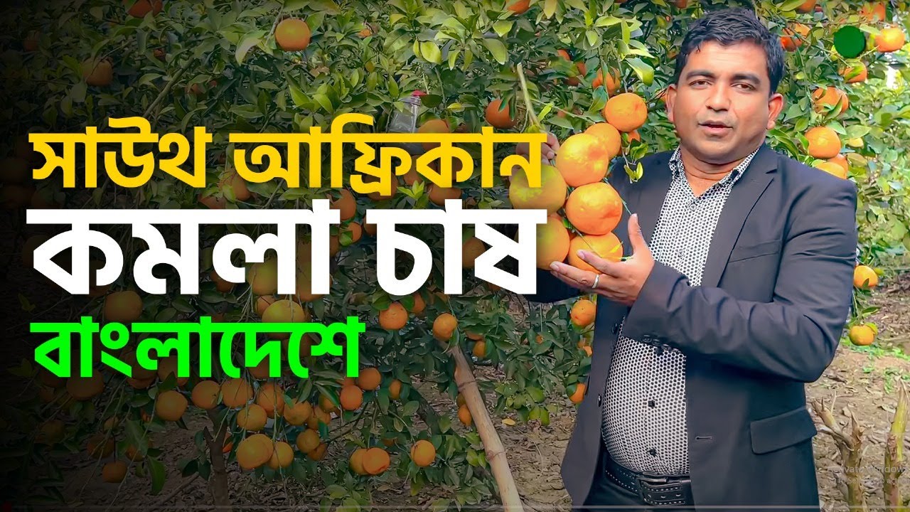 সাউথ আফ্রিকান কমলা চাষ - বাংলাদেশে