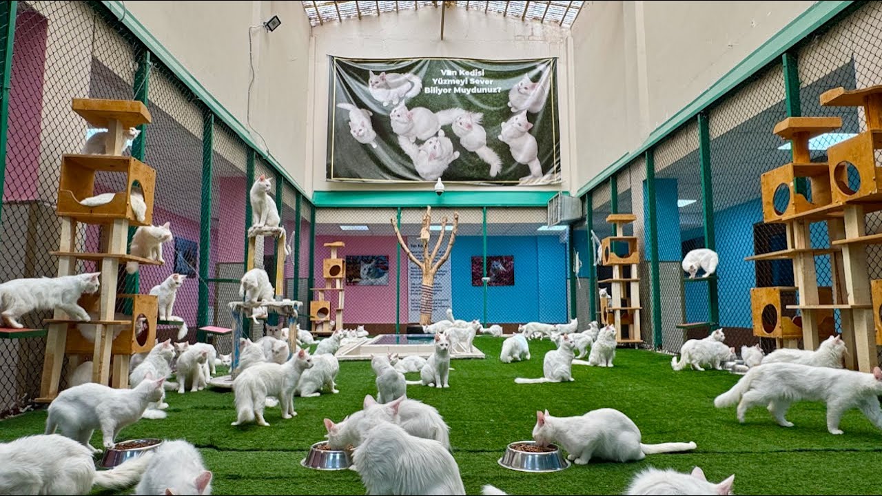 VAN: House of Van Cats (Van Kedisi Evi) #vancat #oddeyecat #vanturkey #turkishcat